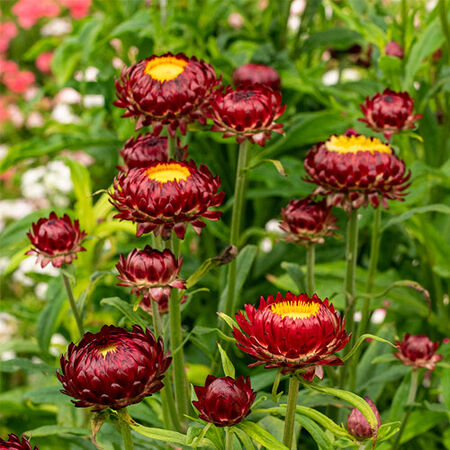 Monster Scarlet, Strawflower Seeds - Packet image number null